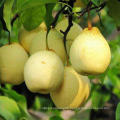 High quality Chinese crop sweet and juicy Ya pear with low price